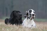 DOGUE ALLEMAND 715